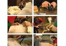 HEİNİGER - İsveçrə brendi olan qoyun qırxan aparat(maşın) 220v