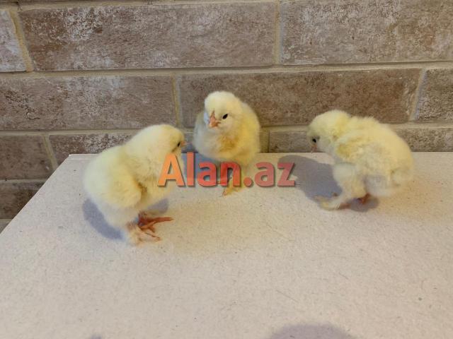 Brama layt cücələri