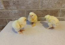 Brama layt cücələri