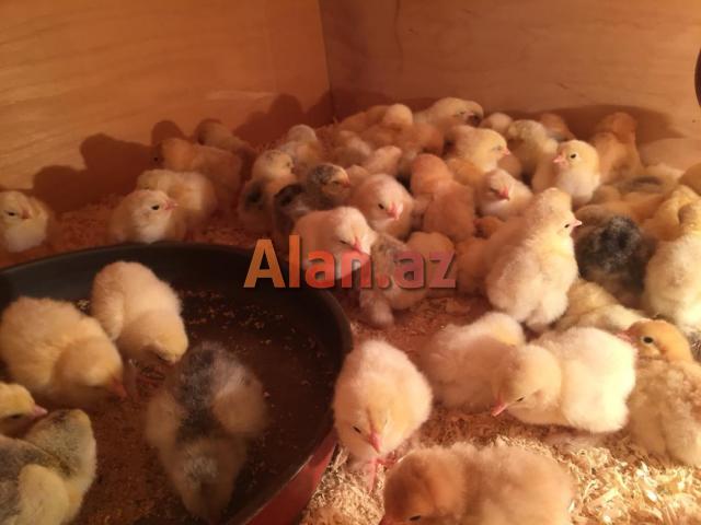 Brama layt cücələri