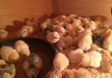 Brama layt cücələri