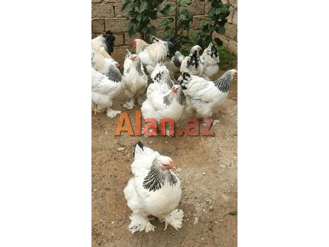 Brama layt cücələri