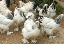 Brama layt cücələri