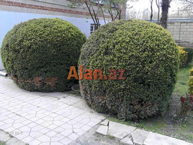 həmişə yaşıl  ağaclar