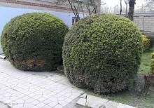 həmişə yaşıl  ağaclar