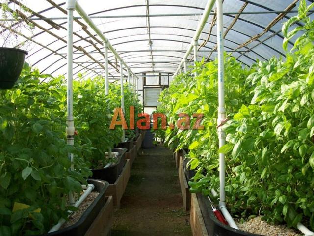 İstixana, istixana quraşdırılması, parnik,