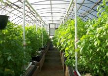 İstixana, istixana quraşdırılması, parnik,