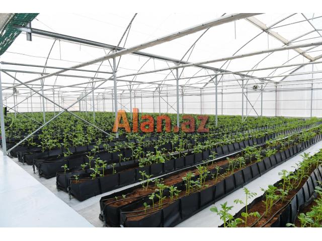 İstixana, istixana quraşdırılması, parnik,