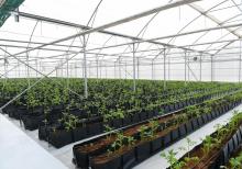 İstixana, istixana quraşdırılması, parnik,