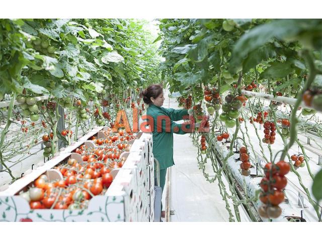 İstixana quraşdırılıması. parnik.