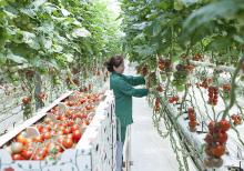 İstixana quraşdırılıması. parnik.