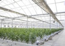 İstixana quraşdırılıması. parnik.