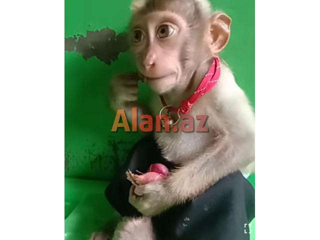 Balaca meymun Daniel