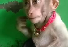 Balaca meymun  Daniel