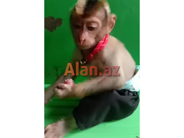 Balaca meymun Daniel