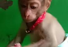 Balaca meymun  Daniel