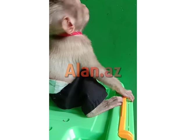 Balaca meymun Daniel