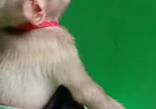 Balaca meymun  Daniel