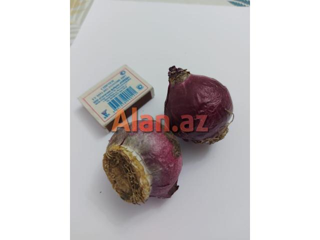 Hiasint soğanaqları güllər