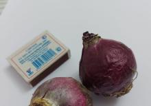 Hiasint soğanaqları güllər