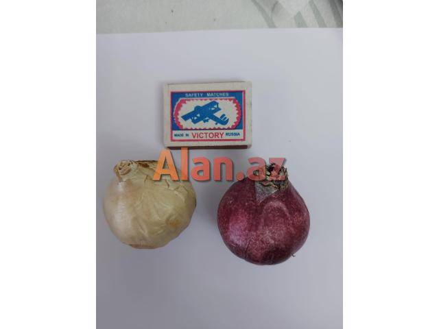 Hiasint soğanaqları güllər