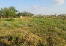 YASMA DALGA massivi -241