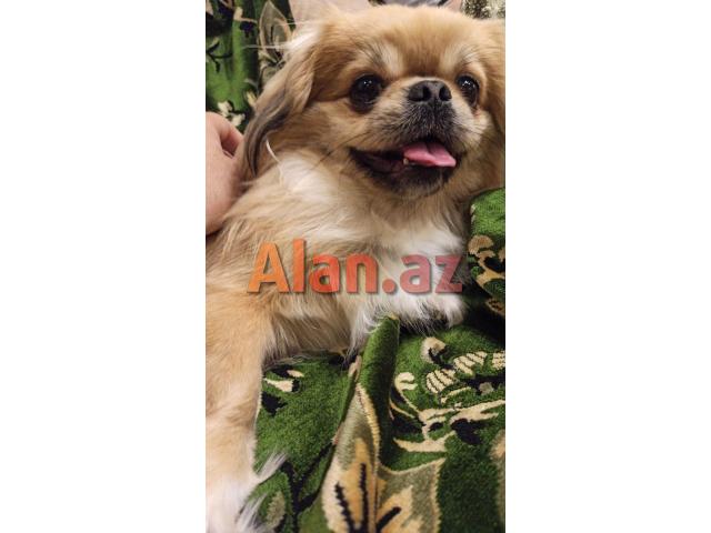 İt - Pekines təcili satılır