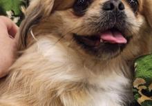İt - Pekines təcili satılır