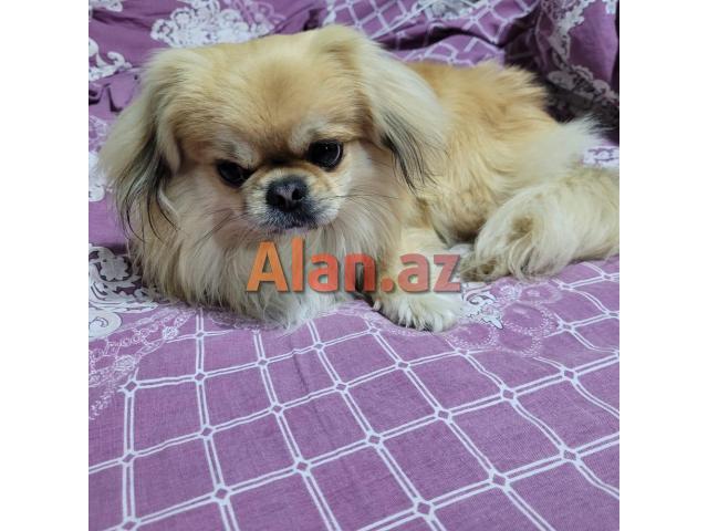 İt - Pekines təcili satılır