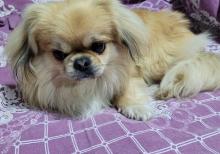 İt - Pekines təcili satılır