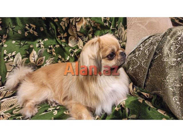 İt - Pekines təcili satılır