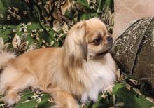İt - Pekines təcili satılır