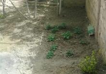 Müşviqabadda temirli eşyalı bağ evi satılır