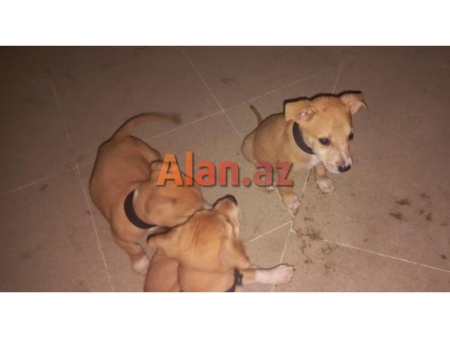 Pitbul Rednos Balaları