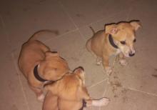 Pitbul Rednos Balaları