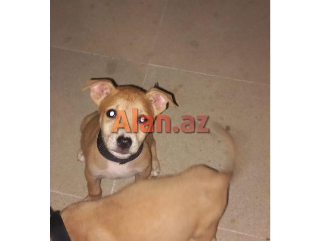 Pitbul Rednos Balaları