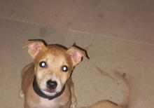 Pitbul Rednos Balaları