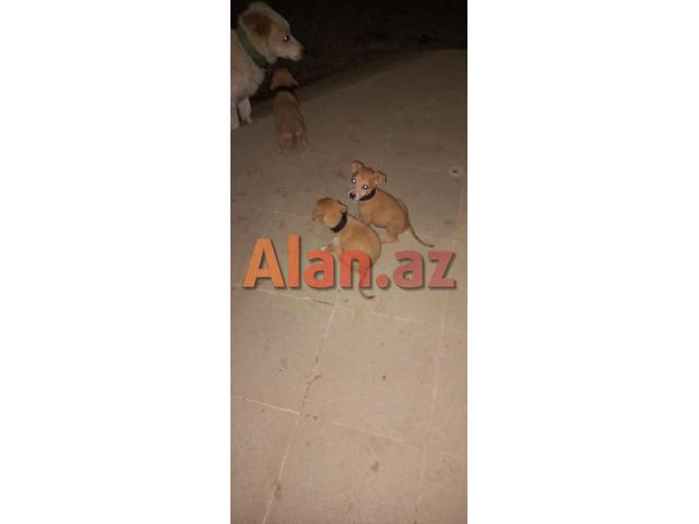 Pitbul Rednos Balaları