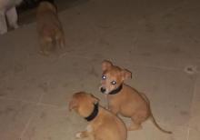 Pitbul Rednos Balaları