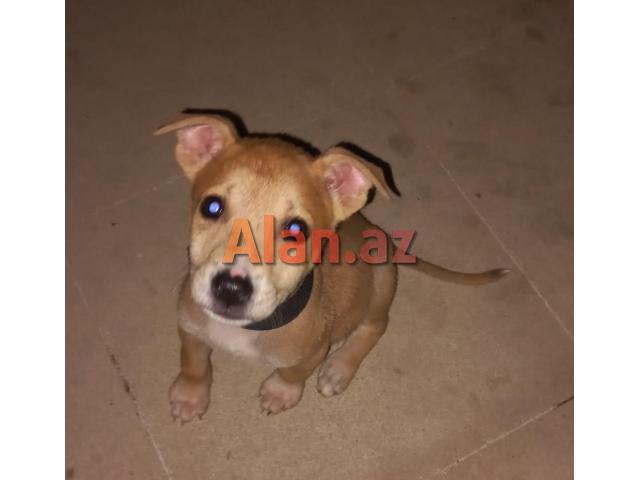 Pitbul Rednos Balaları