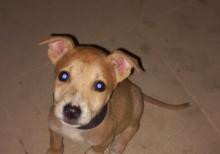 Pitbul Rednos Balaları