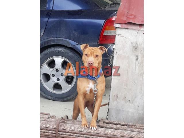 Pitbul Rednos Balaları