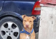 Pitbul Rednos Balaları