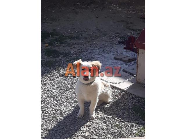 Pitbul Rednos Balaları