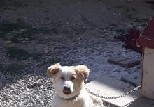 Pitbul Rednos Balaları