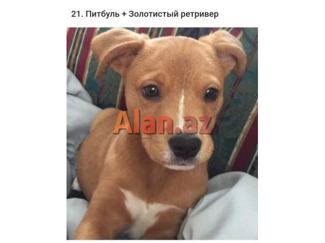 Pitbul Rednos Balaları