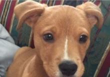 Pitbul Rednos Balaları