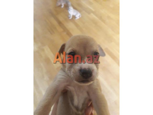 Pitbul Rednos Balaları