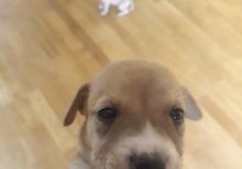 Pitbul Rednos Balaları