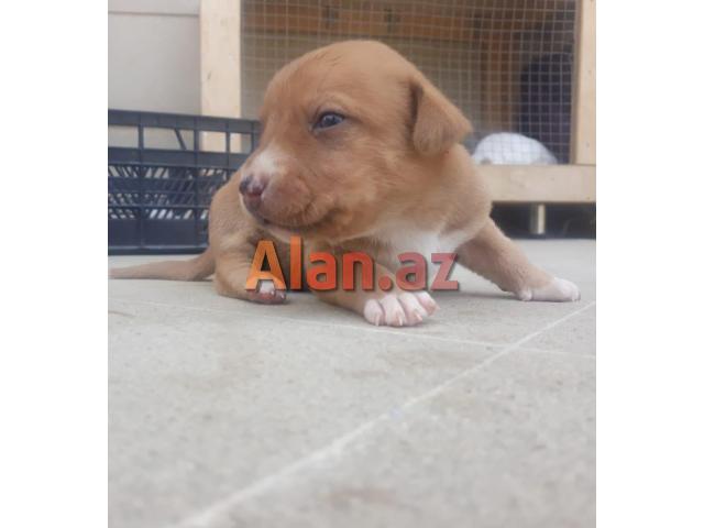 Pitbul Rednos Balaları